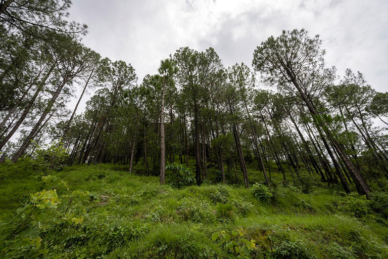 Others 3, Spring Hills, 4BD Kasauli glass attic Villa, cook, Solan