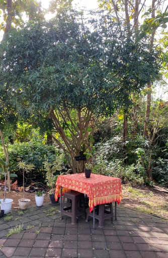 Food & Drinks, D' Jati Homestay , Badung