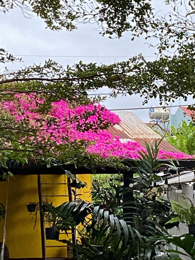 Others 5, Nhà của Nếp, Pleiku