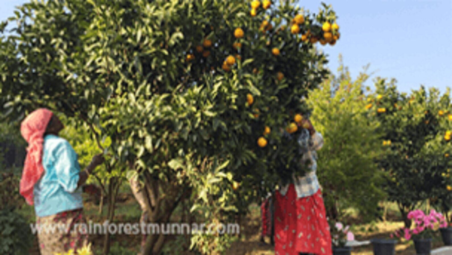 Exterior 5, Rain Forest Resort - Munnar, Idukki