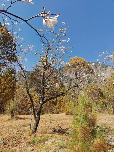 View from property 3, Silverfern By The Hillside, Nainital