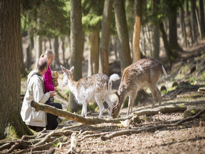3, Glamping Stay in the Ardennes, Ardennes