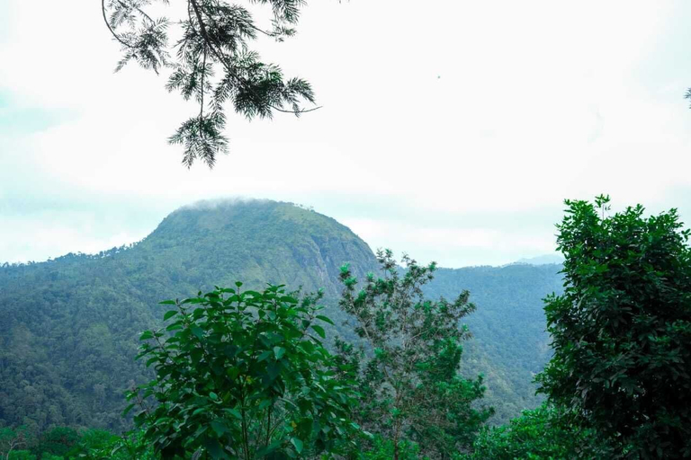 View from room 2, Silver Oak Resort Wayanad, Wayanad
