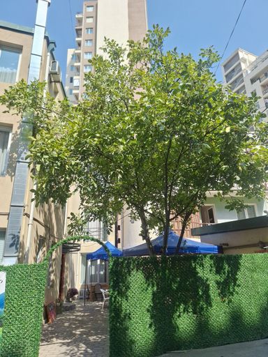 Exterior & Views 2, Hotel Nina, Tbilisi