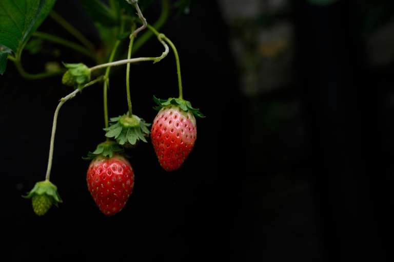 Food & Drinks 4, Prakriti Resort & Organic Farm P. Ltd., Bagmati