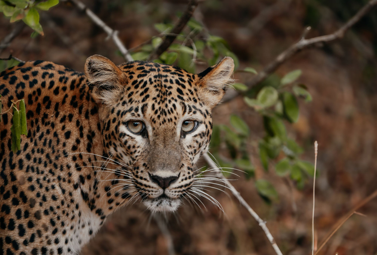 Safari 5, Wilds Wilpattu, Nochchiyagama