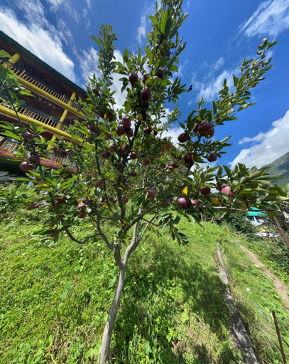 Front of property 5, Pahadi Bliss Hotel Hostel Tosh, Kullu