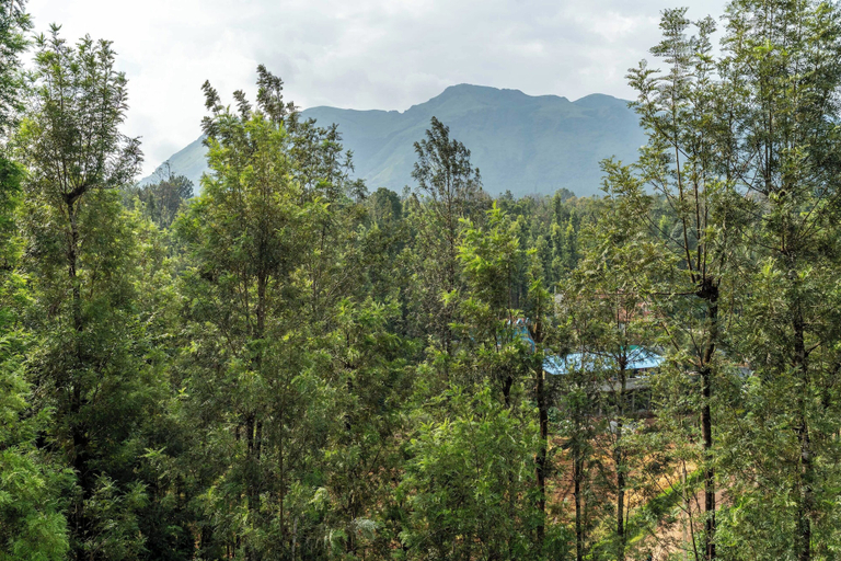 View from property 5, Treebo Arabica Valley, Chikmagalur