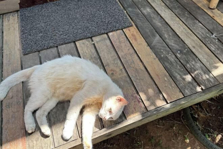 Pet-friendly, Cashew Garden House, Pulau Phuket