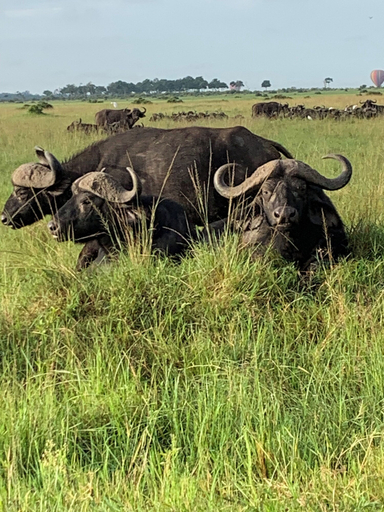Safari 3, Oreteti Mara Lodge, Kilgoris