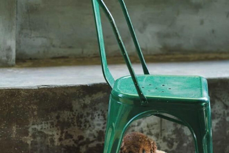 Pet-friendly, The snail haven pub and stay, Côn Đảo