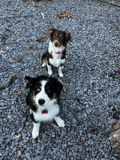 Pet-friendly, Bear's Mountaintop Views 3 Bedroom Chalet by RedAwning, Graham