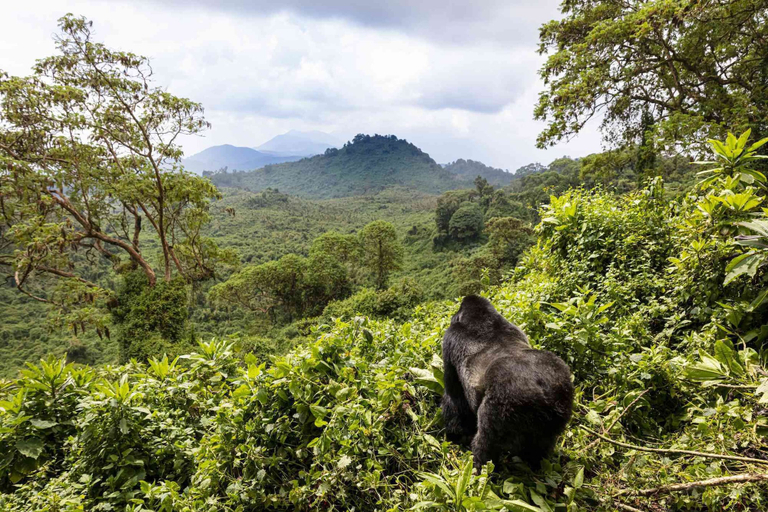 Hiking, SHASTE CITY HOTEL, Musanze