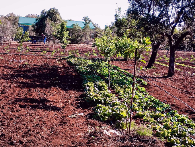 Exterior 4, IL Pavone, Lecce