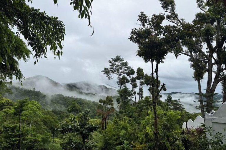 Exterior 5, Forest 101, Real