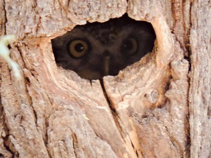 Safari 4, Rawla Bisalpur, Pali