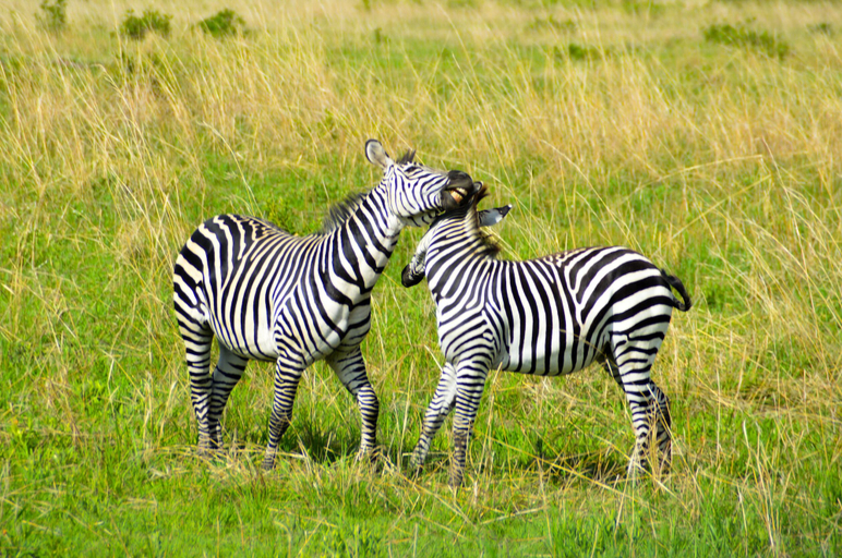 Game viewing 2, Malaika Mara River Migration Camp, Serengeti