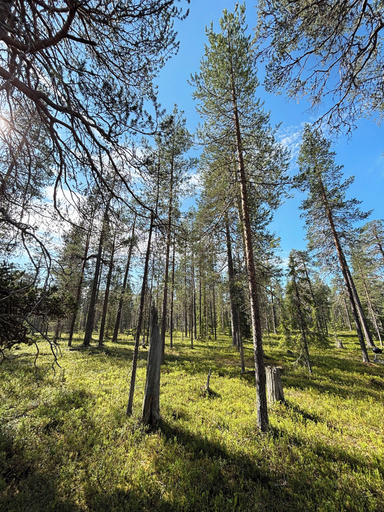 Exterior 2, Borealis, Lapland