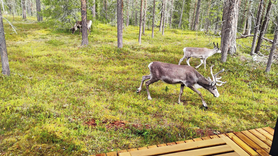 Terrace/patio 4, Borealis, Lapland