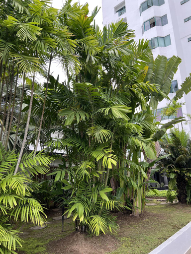 View 5, Likas Square Serviced Apartment, Kota Kinabalu
