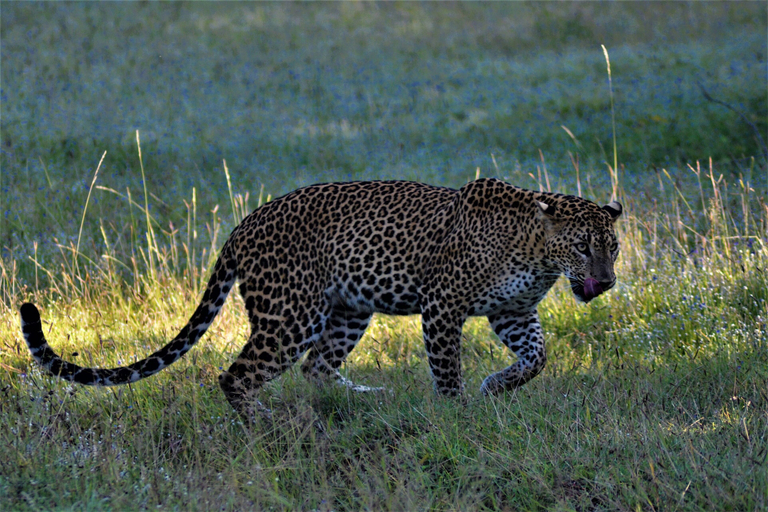 Safari 4, Podi Hoona Yala Safari Camp, Thissamaharama