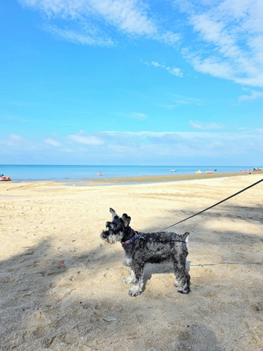 Others 5, The Kite Hotel Bangsaen by Koko, Muang Chon Buri