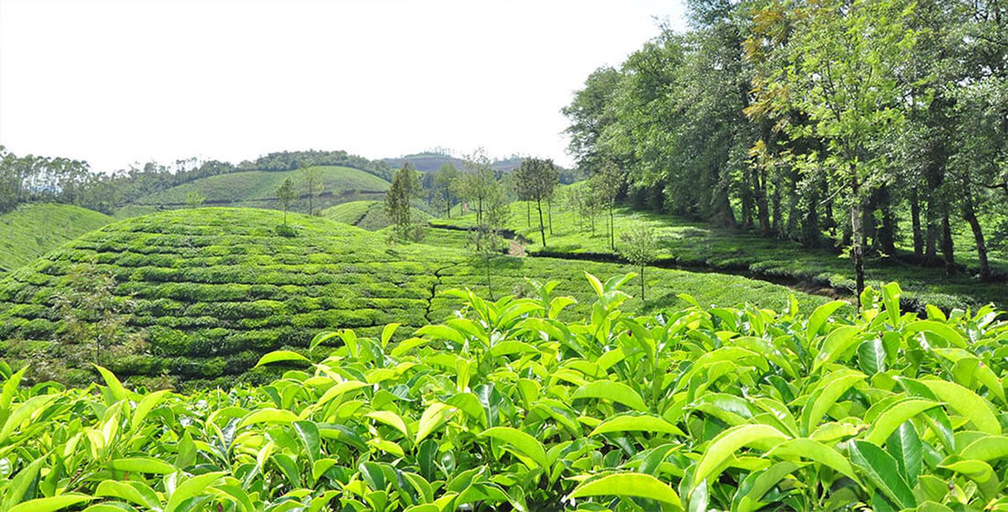 Others 3, SnowdropS Homestay, Idukki