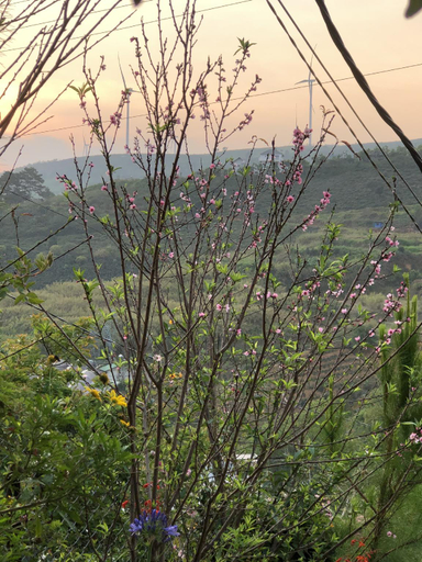 Others 5, Nha Hoa Nang Homestay, Cau Dat, Da Lat, Đà Lạt