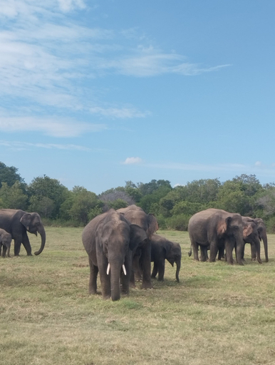 Exterior 4, Elephant Safari Lodge, Hingurakgoda