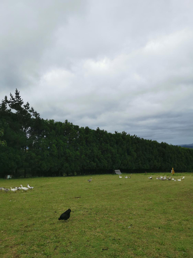 4, Real Relax Ninety-Nine, Whangarei