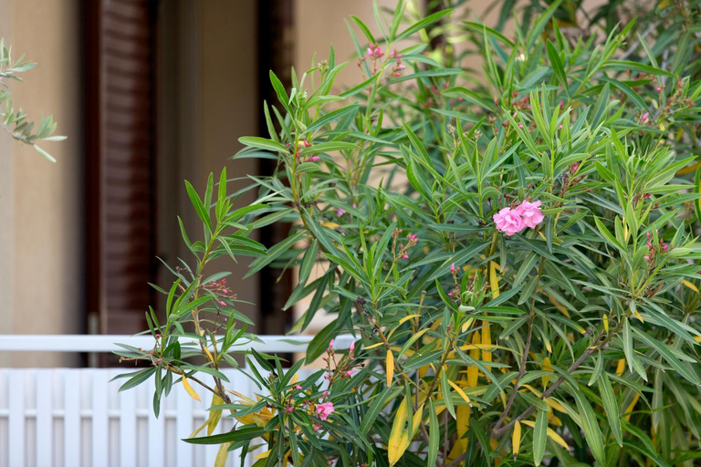 Exterior view 4, Piccolo Paradiso - Carinzia Freestyle, Udine