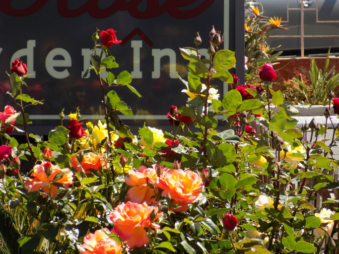 Exterior & Views 2, Rose Garden Inn, Santa Barbara
