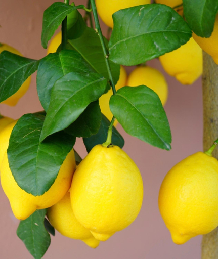 Food & Drinks 4, B&B Le Lumie L' antico Cortile Camere Con Cucina Privata With Private Kitchen, Agrigento