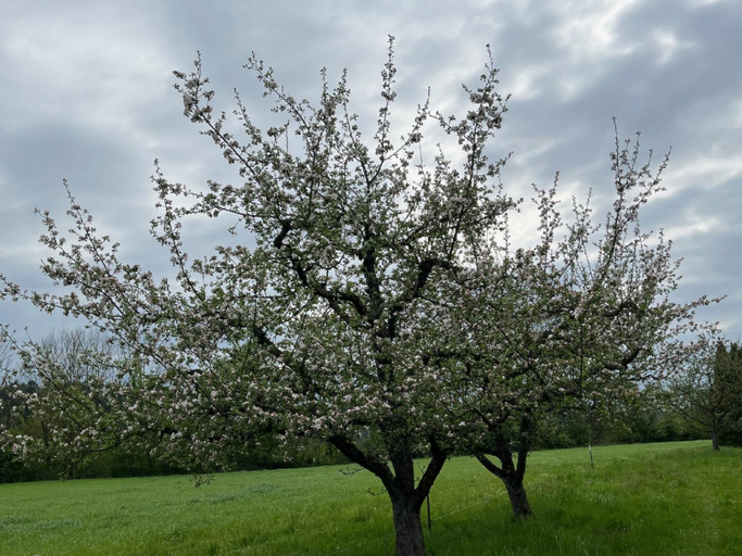 Garden 3, Ferienwohnungen Hof Rundel, Bodenseekreis