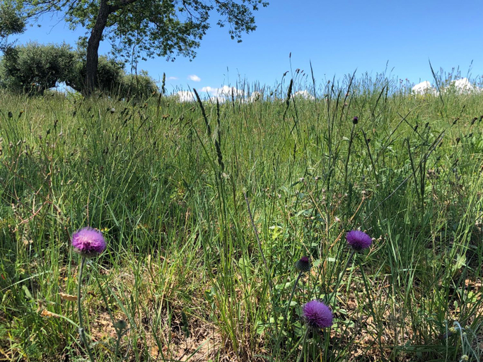 Others 4, les costebelles, Alpes-de-Haute-Provence