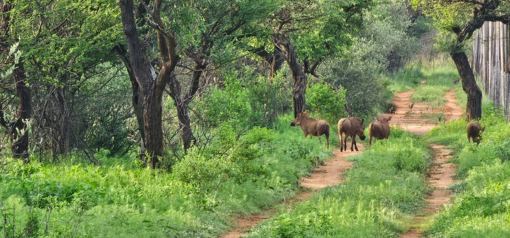 Others 5, Ada Selah, Waterberg