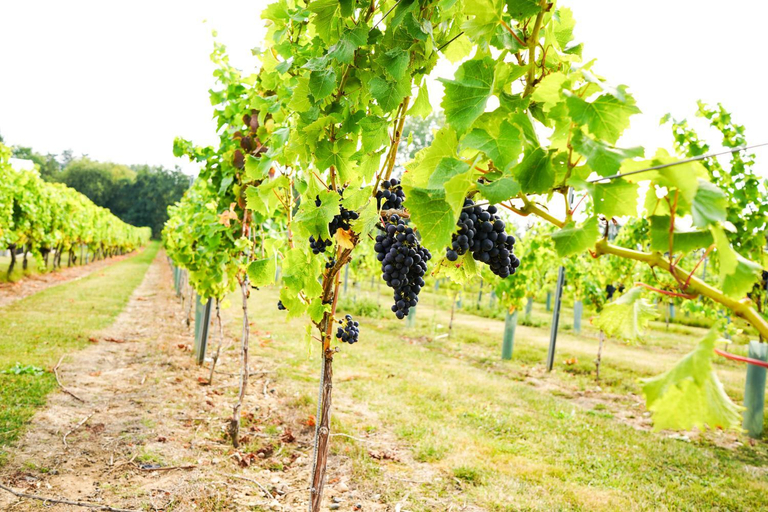 Others 3, Mersea Island Vineyard, Essex