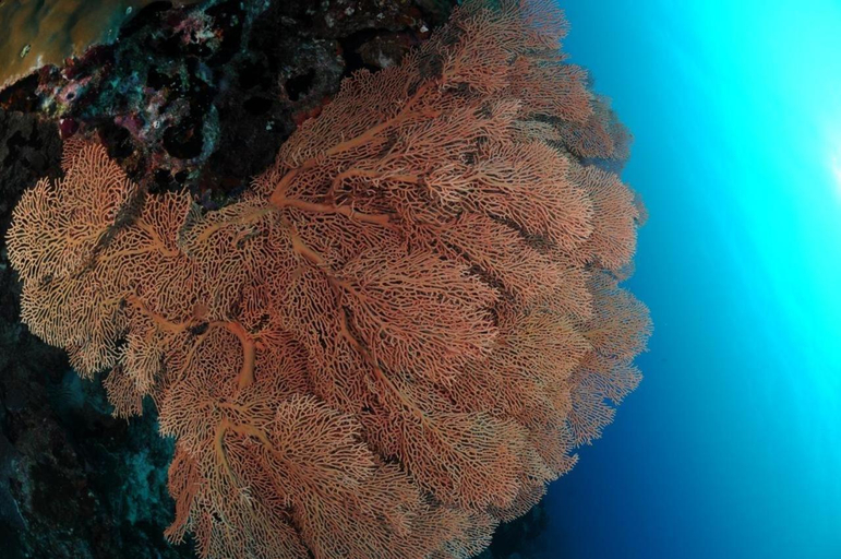 Others 3, Coral Shine, Gaafu Alifu Atoll