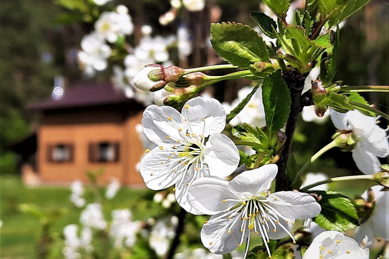 Others 3, Chata Lesna Polana, Nowe Miasto Lubawskie