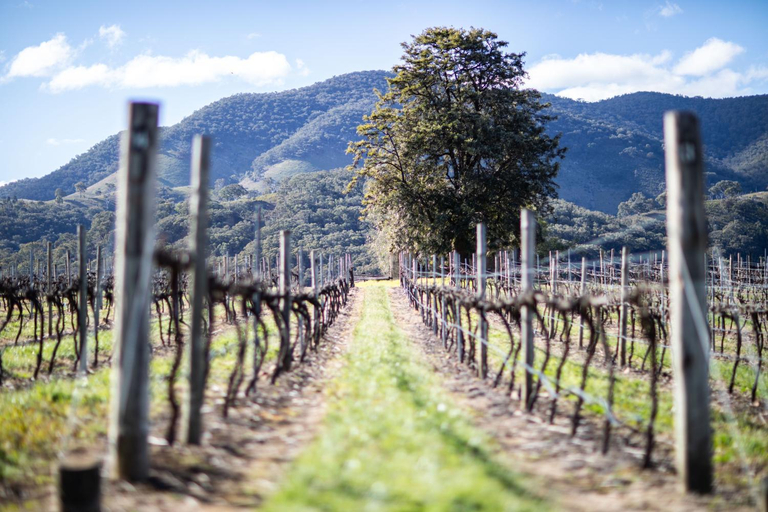 5, Vineyard stay at Mudgee, Mid-Western Regional - Pt A