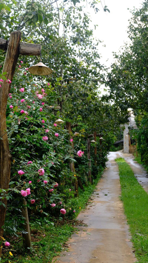 Others 4, Moc Tra Farm, Đà Lạt