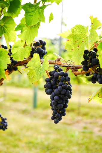 Others 5, Mersea Island Vineyard, Essex