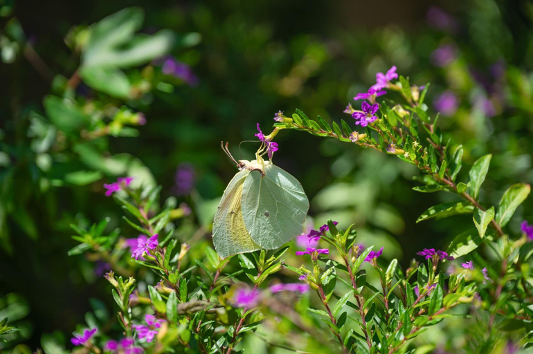 Garden 5, Bee Tree Villa, Ionian Islands