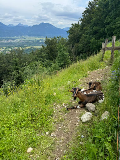 Others 3, Koca na Talezu, Bled