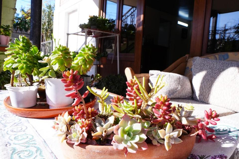 Others 4, New House of Greenery, Tskaltubo