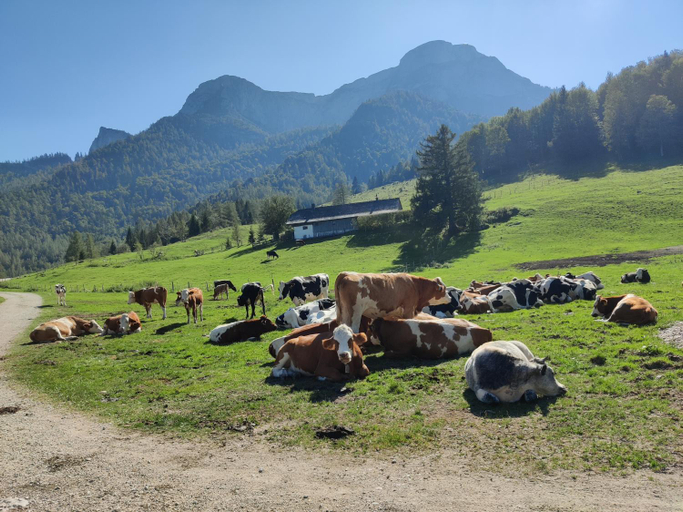 Others 3, Pension Holzapfel, Vöcklabruck