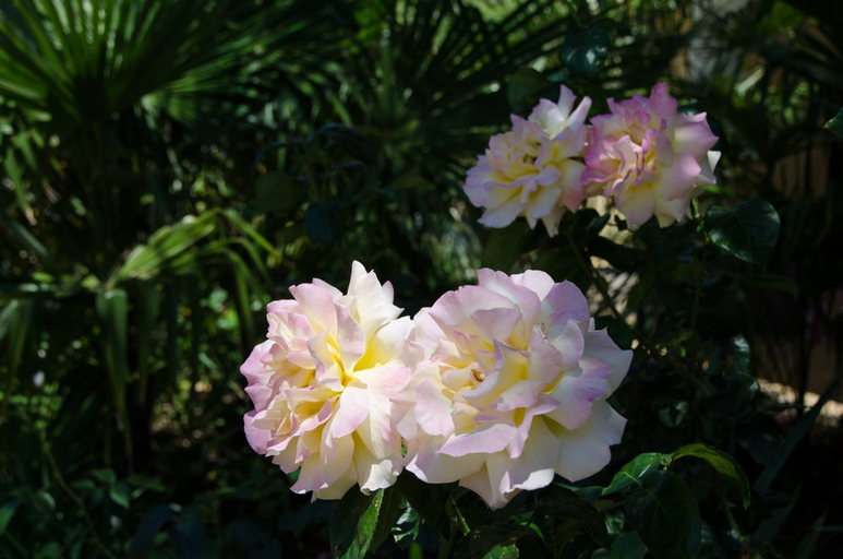 Garden 2, Villa Anna, Umag