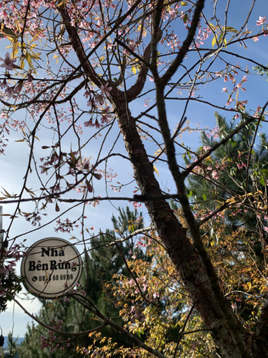 Others 3, Nha ben rung, Lạc Dương