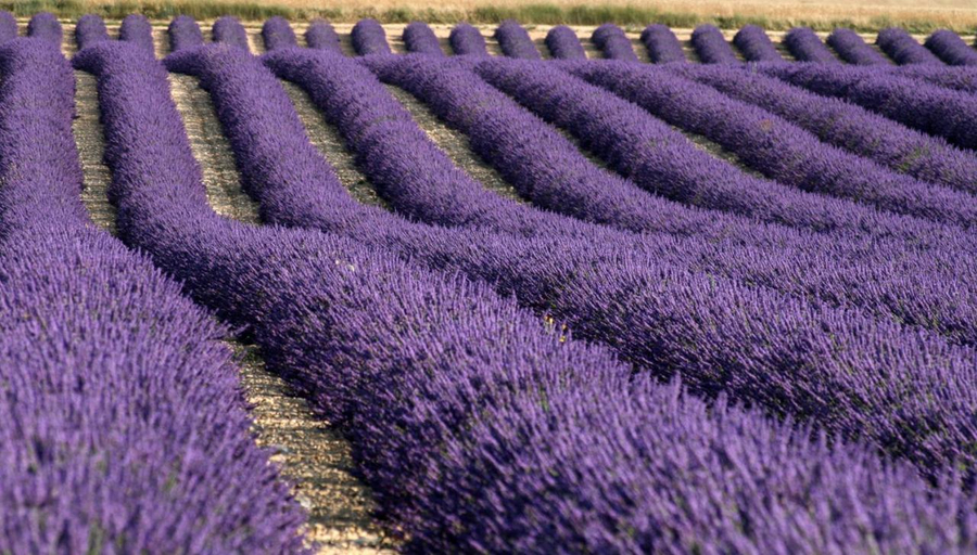 Others 5, La Provencale, Alpes-de-Haute-Provence