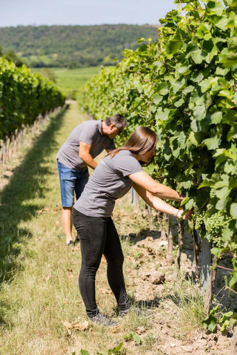 Others 5, Winzerhof Agerlhof, Neusiedl am See
